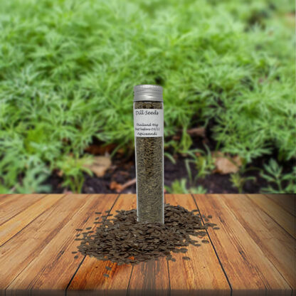 Dill Seeds